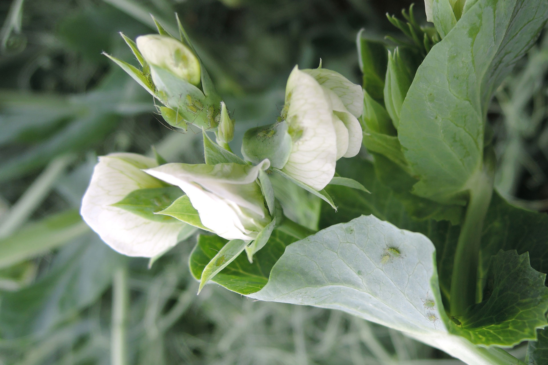 erwten bladeren aangetast door luizen